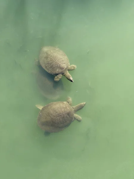 Grünen Wasser Eines Flusses Schwimmen Mehrere Große Schildkröten Der Oberfläche — Stockfoto