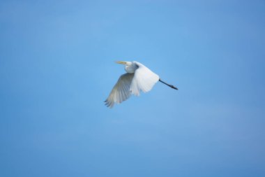 Büyük beyaz balıkçıl mavi gökyüzünde uçar.