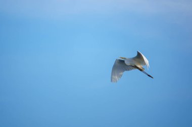 Büyük beyaz balıkçıl mavi gökyüzünde uçar.