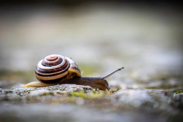 Eine Kleine Bandschnecke Kriecht Über Den Boden — Stockfoto