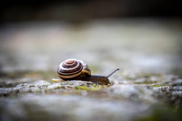 Eine Kleine Bandschnecke Kriecht Über Den Boden — Stockfoto