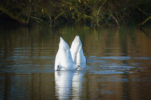 Zwei Weiße Schwäne Tauchen Kopfüber Mit Schwanz Einem See Die — Stockfoto