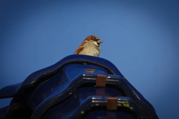 Das Porträt Eines Sperlings Auf Dem Dach — Stockfoto