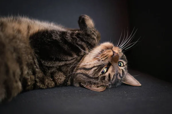 Ένα Πορτραίτο Μιας Καφέ Γάτας Που Ξαπλώνει Αναπαυτικά Στην Πλάτη — Φωτογραφία Αρχείου