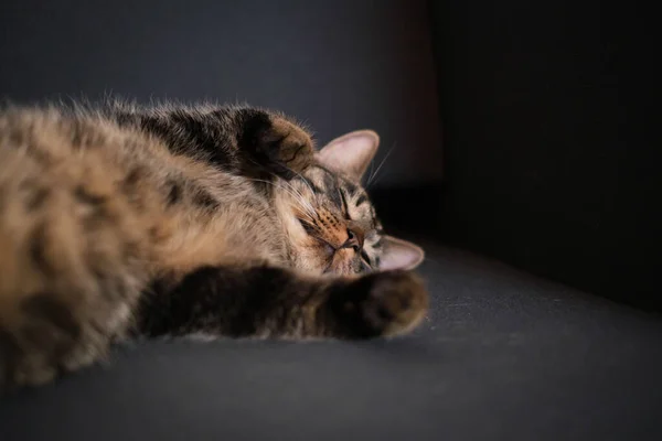 Retrato Gato Doméstico Marrom Tabby Deitado Confortavelmente Suas Costas Olhando — Fotografia de Stock