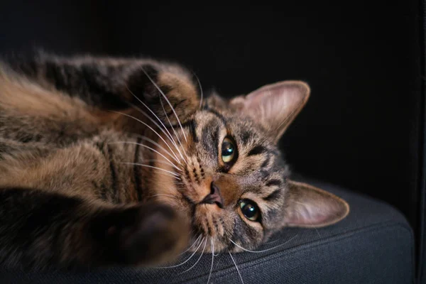 Retrato Gato Doméstico Tabby Marrón Acostado Cómodamente Sobre Espalda Mirando — Foto de Stock