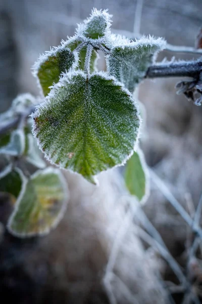 Bladen Gren Täckta Med Vita Iskristaller Vintern — Stockfoto