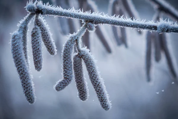 Hasselnötsblommor Täckta Med Vita Iskristaller Vintern — Stockfoto