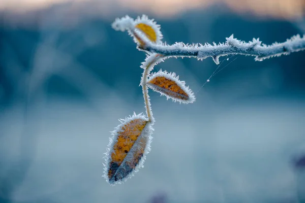 Foglie Ramo Sono Coperte Cristalli Ghiaccio Bianchi Inverno — Foto Stock