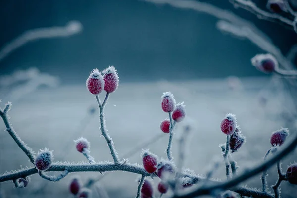 Röd Nypon Täckt Med Vita Iskristaller Vintern — Stockfoto