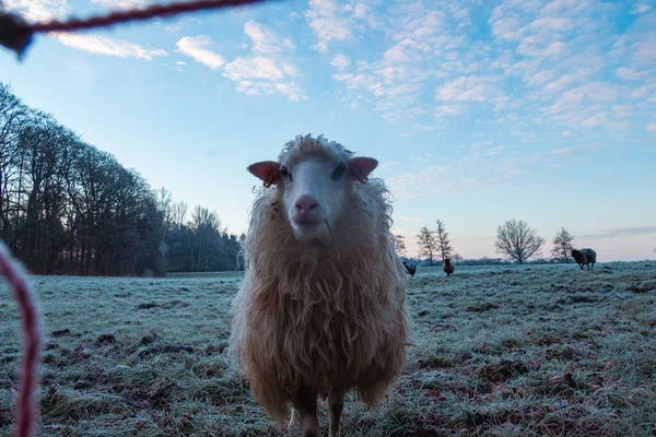 Bílá Ovce Stojí Mrazivé Louce Dívá Kamery — Stock fotografie