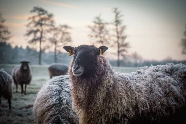 黒い羊がカメラを見て凍った牧草地に立っています — ストック写真