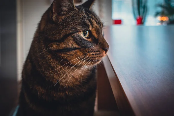 Portrait Gray Tabby Domestic Cat Looking Sidev — Foto Stock