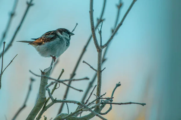 Male Sparrow Sits Branch Looks Distance — Stock Photo, Image