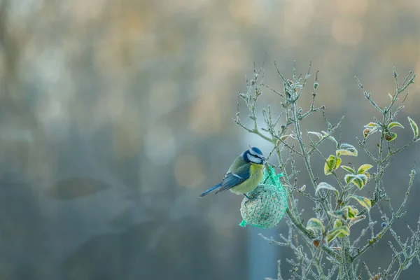 Blue Tit Sits Branch Eats Food Tit Dumpling — Stockfoto