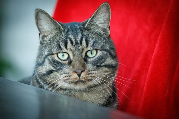 Retrato Gato Doméstico Canoso Mirando Directamente Cámara — Foto de Stock