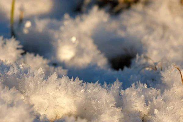 Large Ice Crystals Have Formed Plants — Stock Photo, Image