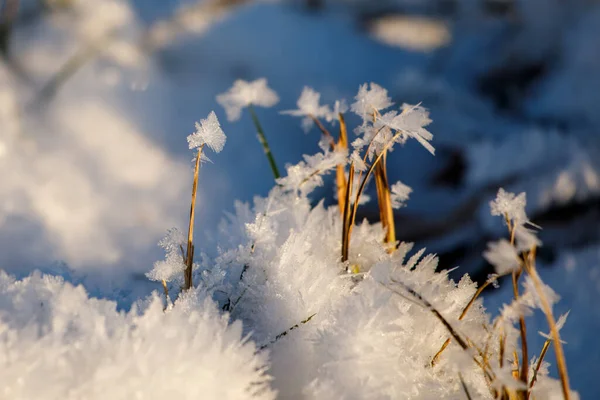 Large Ice Crystals Have Formed Plants — Foto Stock