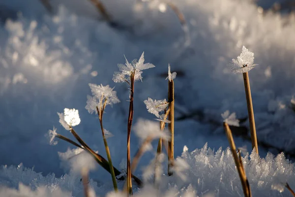 Large Ice Crystals Have Formed Plants — Foto Stock
