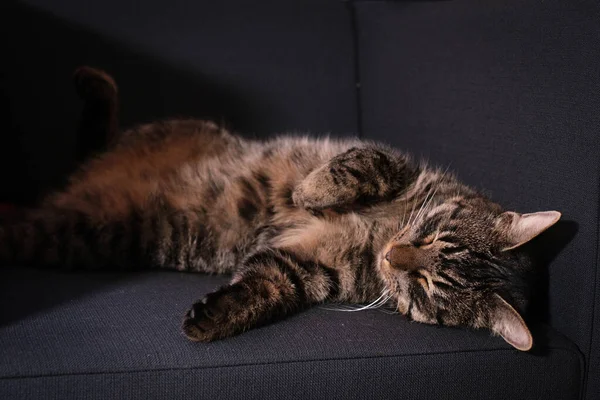 Gris Tabby Gato Doméstico Encuentra Relajado Espalda Duerme — Foto de Stock