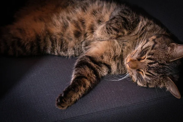 Gris Tabby Gato Doméstico Encuentra Relajado Espalda Duerme — Foto de Stock