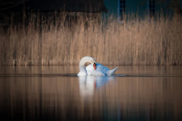 Ein Schwan Schwimmt Gelassen Ruhigen Wasser Eines Sees — Stockfoto