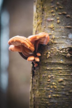 on the tree trunk grows a small brown tree mushroom