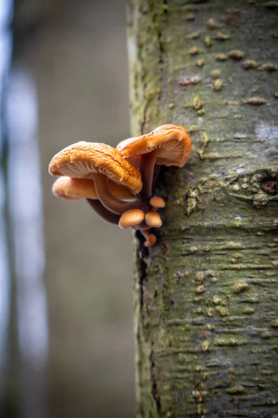 Tree Trunk Grows Small Brown Tree Mushroom — стоковое фото