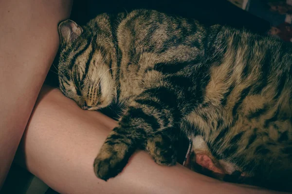 Gato Tabby House Yace Dormido Sobre Las Piernas Desnudas Una — Foto de Stock