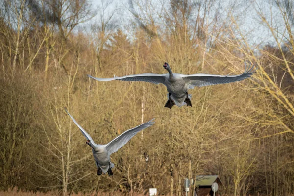 Twee Zwanen Slaan Krachtig Met Hun Vleugels Vliegen — Stockfoto