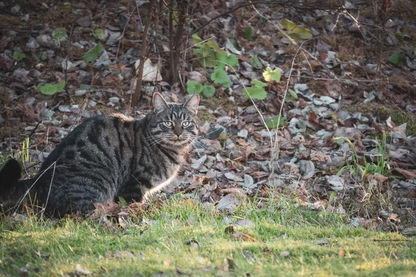 Szary Tabby Dom Kot Siedzi Trawie — Zdjęcie stockowe