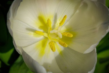 Bir lalenin içinde makro çekim.