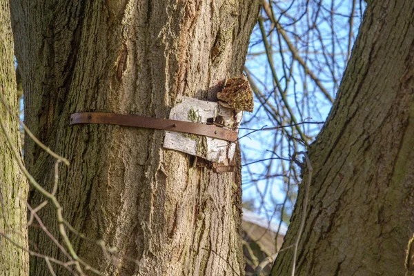 Uma Casa Pássaros Foi Esmagada Pelo Crescimento Uma Árvore Longo — Fotografia de Stock