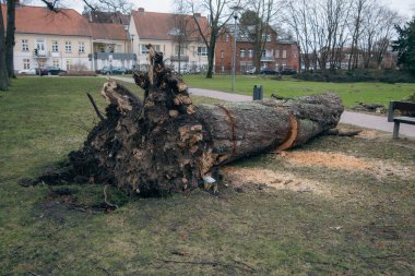 Fırtına yüzünden düşen bir ağaç kesilmişti.