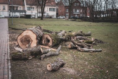 Fırtına yüzünden düşen bir ağaç kesilmişti.