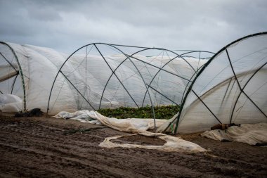 Fırtına seraların folyosunu yırttı.