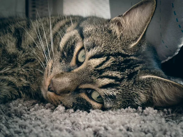 Retrato Tigre Cinza Gato Doméstico Encontra Confortavelmente Tapete Olha Para — Fotografia de Stock