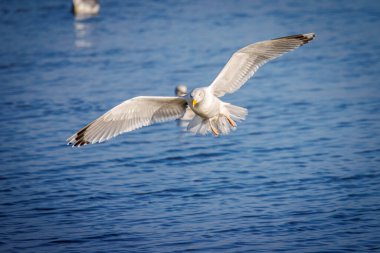 Birçok martı, Baltık Denizi 'ndeki bir mangalda yan yana durur.