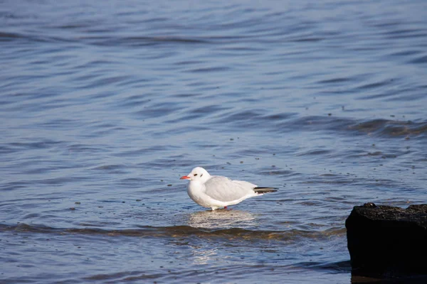 Many Seagulls Standing Side Side Groyne Baltic Sea — Stock Photo, Image