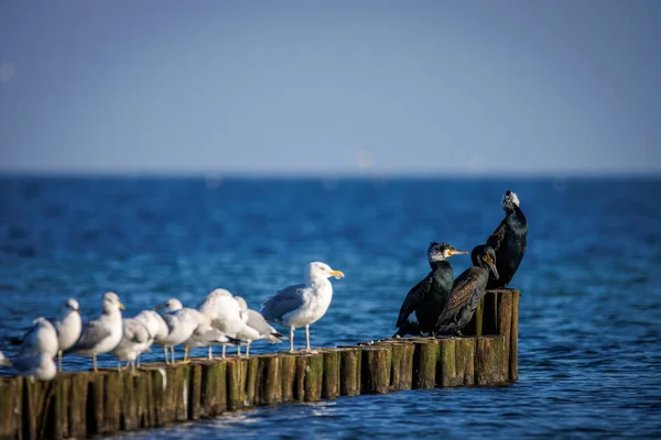 Three Cormorants Many Seagulls Standing Next Each Other Groyne — Stock Photo, Image