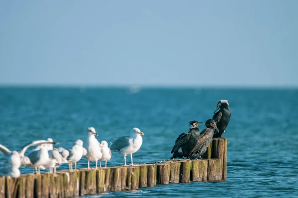 Three Cormorants Many Seagulls Standing Next Each Other Groyne — Stock Photo, Image