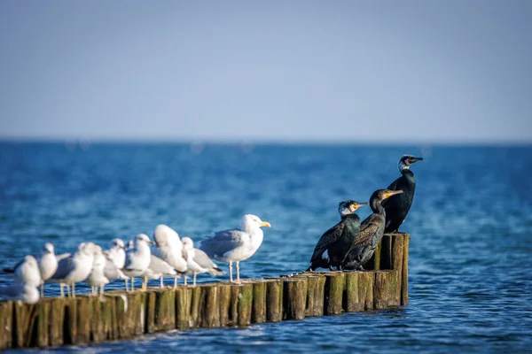 Trois Cormorans Nombreux Mouettes Tiennent Côté Autre Sur Une Épine — Photo