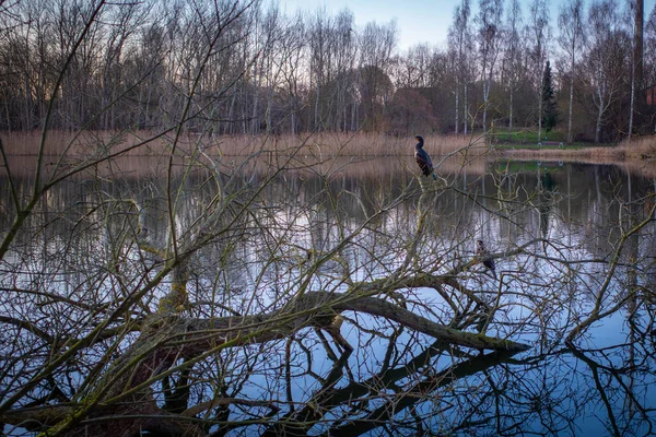 Due Cormorani Agguato Tra Rami Albero Sulla Riva Lago Cerca — Foto Stock