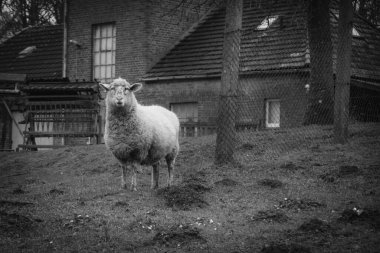 Bir koyun otların arasında tek başına duruyor.