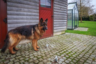 Büyük bir Alman çoban köpeği bir evin duvarında duruyor.