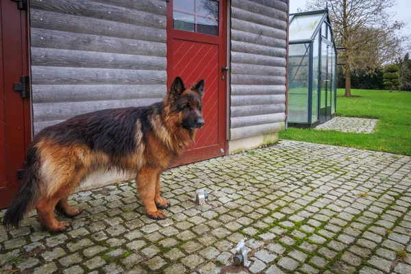 Big German Shepherd Dog Standing House Wall — Stock Photo, Image