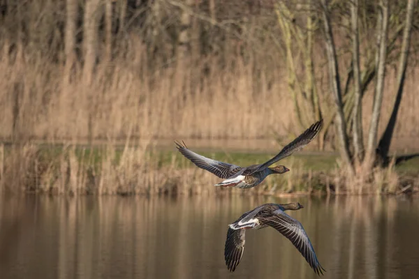 Nahaufnahme Einer Fliegenden Graugans — Stockfoto