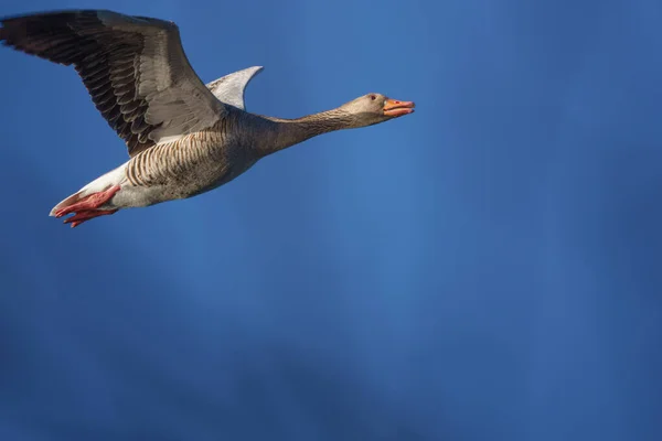 一只会飞的灰鹅的特写镜头 — 图库照片