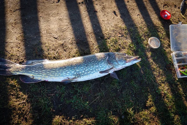 a big fished pike lies on the bed next to a can with fish bait
