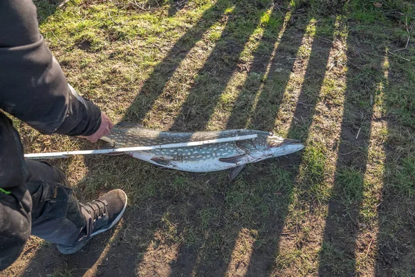 大きな釣り用のパイクは折り曲げ規則で測定されます — ストック写真
